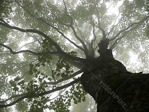 Tree in mist