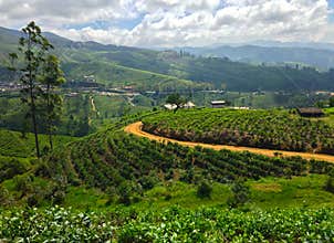 Tea plantation, mountains and buildings Nanuoya