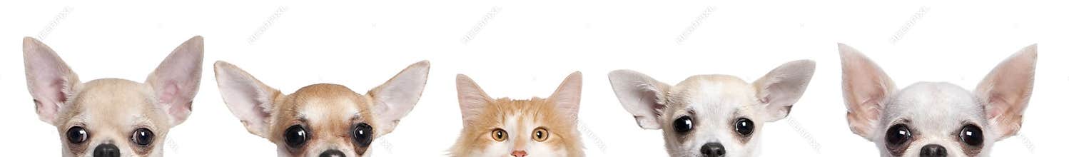 Chihuahua dogs and cat against white background