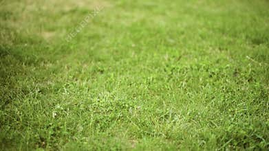 Children feet on green grass