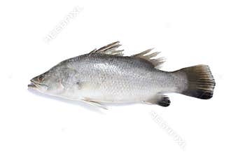 Barramundi fish