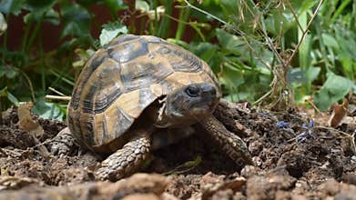 Sleepy turtle