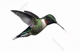 Isolated Ruby-throated Hummingbird