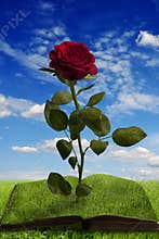 Magic book with a rose in summer landscape