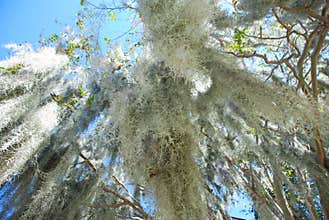 Spanish Moss in Beaufort South Carolina