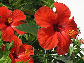 Hibiscus flower