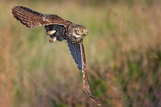 Little owl Athene noctua in flight