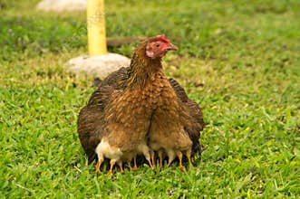 Mother hen with chick
