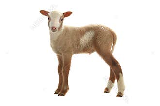 Going baby sheep on a white