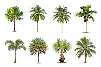 Coconut and palm trees Isolated tree on white background , The collection of trees.
