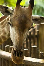 Shy Giraffe