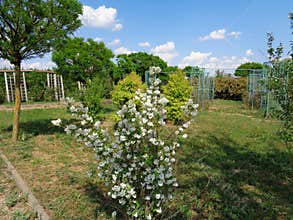 Generic Vegetation - Eutopia Garden - Arad, Romania