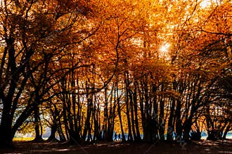 Distant couple walking in orange forest