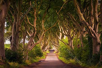 The Dark Hedges in Northern Ireland at sunset