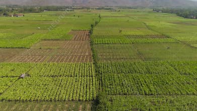 Agricultural land in indonesia