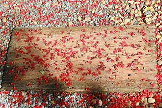 Red fall pollen scattered on the gravel and stone blocks. Selective focus