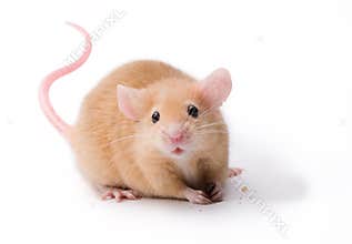 Pet Mouse Rodent Animal