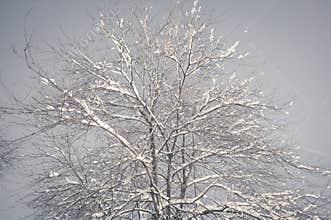 Frozen tree branch in the park or forest with snow and ice hoarfrost on the cold misty winter night image in nature