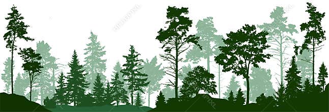Forest silhouette trees. Evergreen coniferous forest with pines, fir trees, christmas tree, cedar, Scotch fir. Vector