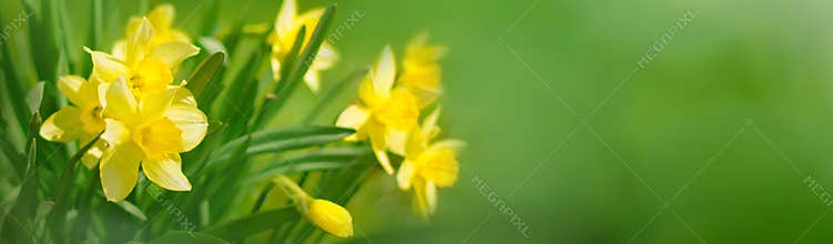 Beautiful Panoramic Spring background With Daffodils Flowers