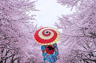Asian woman wearing japanese traditional kimono and cherry blossom in spring, Japan.