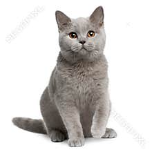 British shorthair cat, 7 months old