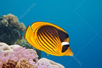 Closeup of butterfly fish - underwater shot
