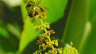 BEES ON FLOWER