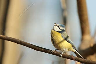 Blue tit - Parus caeruleus in the forest