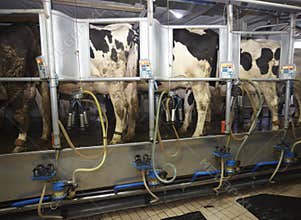 Cow farm milk industry AMS
