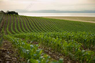 Agriculture