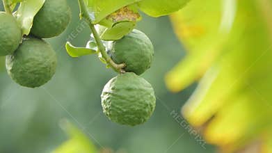 Kaffir lime, Bergamot fruits on tree