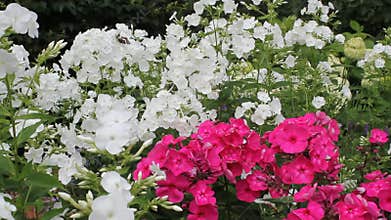 White and pink Phlox blossom in daylight