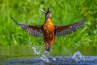 Kingfisher Alcedo atthis