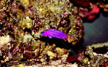 Orchid Dottyback - Pseudochromis fridmani