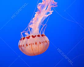 Jelly fish