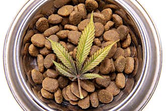 Dog treats and cannabis leaves isolated over white background