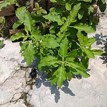 This is a awesome Tulsi tree