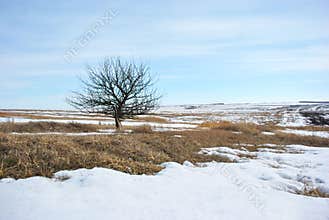 Apple tree without leaves on the snowy hill with dry grass, winter landscape, blue sky background
