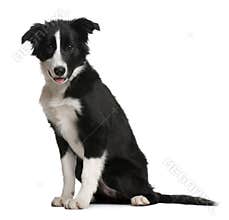 Border Collie puppy, 4 months old, sitting