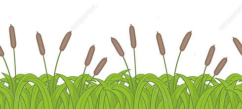 Bulrush border