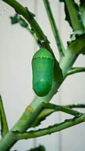 Monarch Butterfly Chrysalis Caterpillar on Kale Plant