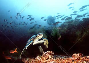 Diving in the Galapagos Islands