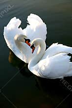 Two Love Swans