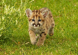Baby Mountain Lion