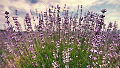 Lavender flower close up in a field in Provence France against a blue sky and clouds background