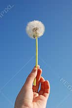Dandelion