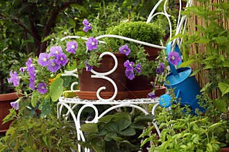 Flowering petunia with blue flowers