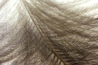Feather