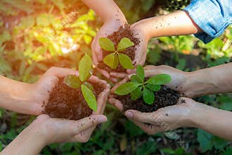 Hands People Team Work family Cupping young Plant Nurture Environmental and reduce global warming earth.